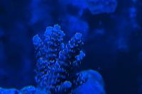 Acropora Thumbnail