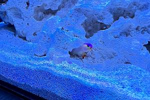 Purple Firefish Thumbnail