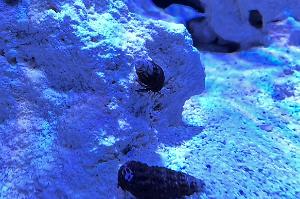 Blue Legged Hermit Crab Thumbnail