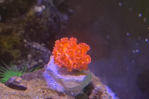 Hot Pink Gonipora Thumbnail