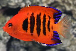 Flame Anglefish Thumbnail