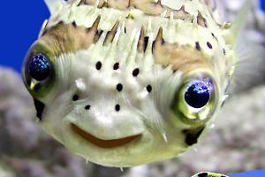 Porcupine puffer Thumbnail