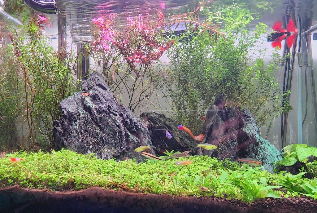 45CM Planted Shrimp Tank on Jan 3, 2023