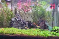 45CM Planted Shrimp Tank on Jan 3, 2023