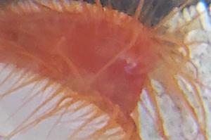 electric flame scallop Thumbnail