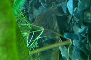 Corydoras Thumbnail