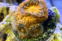 Acan Thumbnail