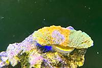 Montipora Thumbnail