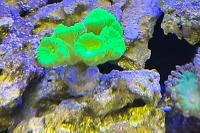 Candy Cane Coral Thumbnail