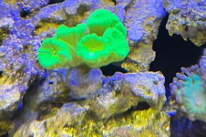 Candy Cane Coral Thumbnail