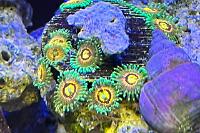 Rainbow Incenorators Zoanthid Thumbnail