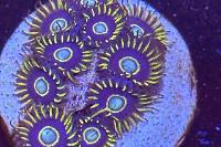 Blue Hornet Zoanthid Thumbnail