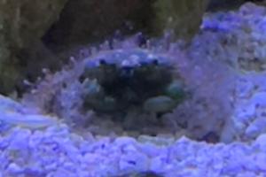 Emerald Crab Thumbnail