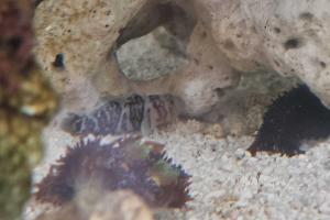 Black Barred Convict Goby Thumbnail