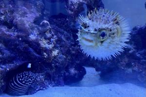 Porcupine Puffer Thumbnail