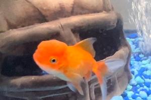 oranda Gold fish Thumbnail