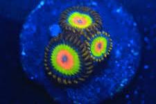 Rasta Zoanthid Thumbnail