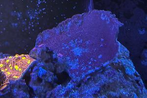 Red Cap Montipora Thumbnail