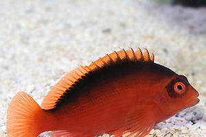 Flame Hawkfish Thumbnail