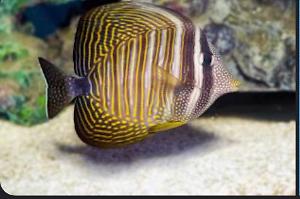 Desjardin's sailfin tang Thumbnail