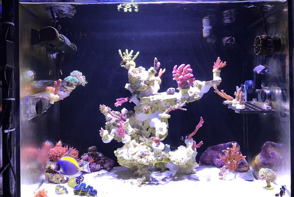 My Aquarium in Taiwan on Jan 11, 2023