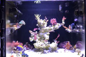 My Aquarium in Taiwan on Jan 11, 2023