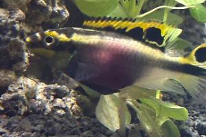 Kribensis Cichlid