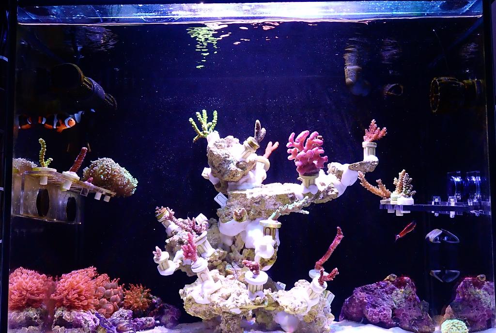 My Aquarium in Taiwan on January 8, 2023