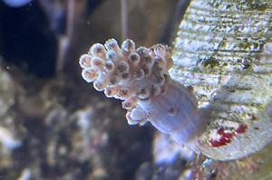 Neon Pineapple Tree Coral Thumbnail