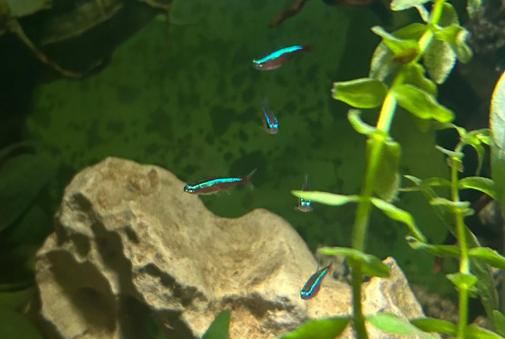 Cardinal tetra