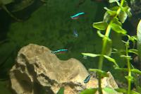 Cardinal tetra Thumbnail