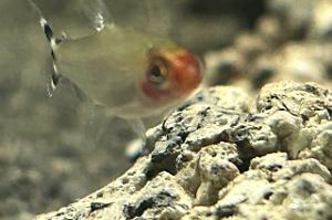 Rummy nose tetra Thumbnail