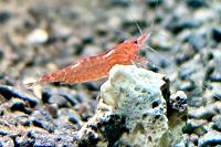 Cherry shrimp Thumbnail