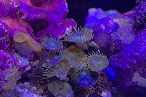 Tuxedo Urchin Thumbnail