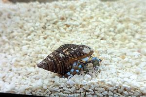 blue legged hermit crab Thumbnail