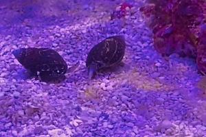 Nassarius Snail Thumbnail