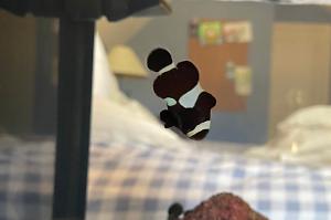 Black Ocelaris Clownfish Thumbnail