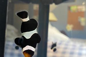 Black Ocelaris Clownfish Thumbnail