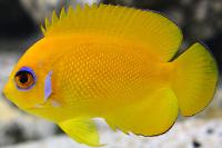 Lemonpeel Angelfish Thumbnail