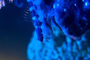 tiger blenny  Thumbnail