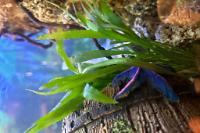 Cryptocoryne spiralis Thumbnail