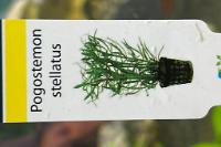 Pogostemon stellatus Thumbnail