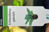 Echinodorus gabrielii Thumbnail