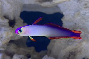 Purple Firefish Thumbnail