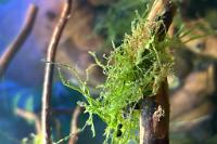 Java moss Thumbnail