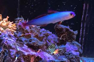 Purple Firefish Thumbnail