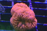 FG Red Blastomusa Thumbnail