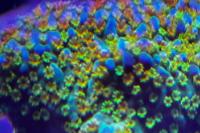 NDA Rainbow Montipora Thumbnail