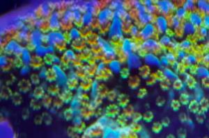 Rainbow Montipora