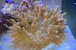 Rainbow Bubble Tip Anemone  Thumbnail